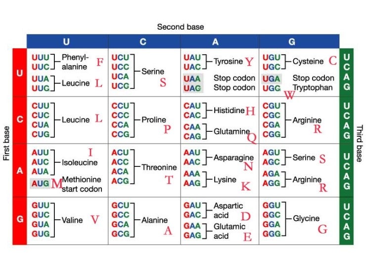 meet 9 1 MRNA translation codon ribosome meet-9-1-mrna-translation-codon-ribosome