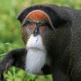 브라자 원숭이 흰수염을 가진 원숭이