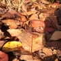 잠자리 잠자리날개 가을 낙엽 보호색 솔방울