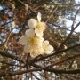 봄 바람 작은꽃 하얀꽃 동그란꽃봉오리 가느다란노란머리수술 나뭇가지 노란종달새한쌍 꽃받침