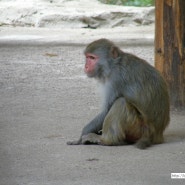 중국 하이난 원숭이섬 죄지은 원숭이
