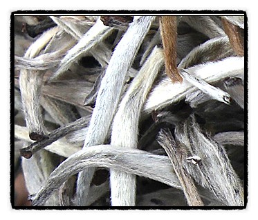 백차-WHITE TEA-백아차,처음마시기 좋은차,맛과향이좋은차 : 네이버 블로그
