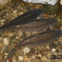 2012년 4월 한탄강 잉어들