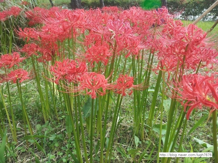 석산화(꽃무릇) : 네이버 블로그