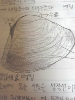 [생물]대합조개 해부 : 네이버 블로그