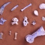 [JewelDic] 자연의 신비, 보석이 된 공룡 이빨-오팔(Opal)