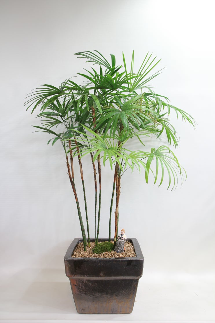 Комнатное растение название пальмы. Рапис хумилис. Бамбуковая Пальма Рапис. Рапис цветок комнатный. Комнатная Пальма Рапис.