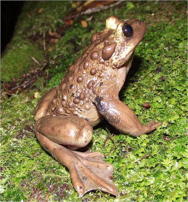 황소위장두꺼비(Bullock’s false toad) : 네이버 블로그