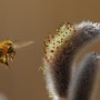 꿀벌의 나들이