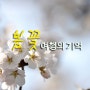 봄 꽃 여행지!(진해 군항제+의성 산수유 축제+충주댐 벚꽃+만항재 봄)
