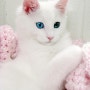 가장 오래된 고양이 - 터키시 앙고라