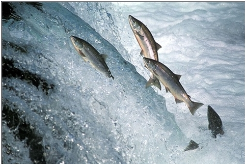 신기한 연어(salmon)의 회귀본능. : 네이버 블로그