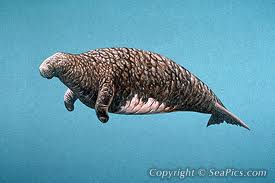 멸종된 동물 - 스텔라바다소( Steller Sea Cow ) : 네이버 블로그