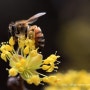 산수유꽃에 부지런한 꿀벌