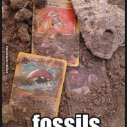 놀이터 화석 발견! 흙 파보니 화석이??