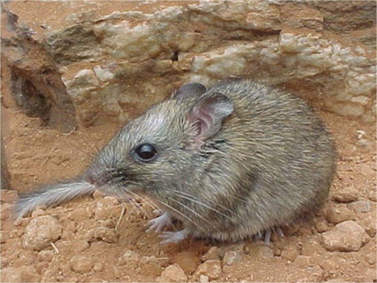 오키나와 가시쥐(Okinawa spiny rat) : 네이버 블로그