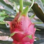 용과 / 피타야 (Dragon fruit / Pitaya, 龍果)