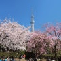 [도쿄오또나] 일본 벚꽃 (사쿠라) 명소 도쿄편 ♥