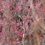 봄꽃 핀 범어사