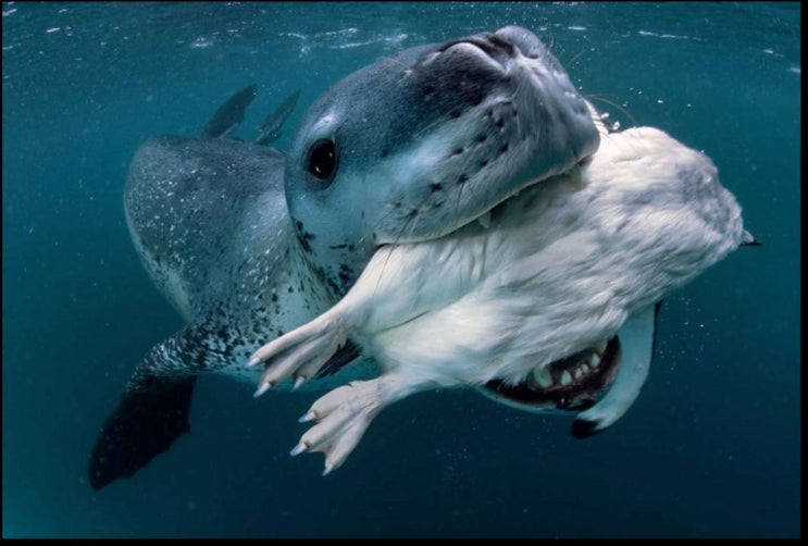 레오파드 바다표범 Paul nicklen Leopard Seal : 네이버 블로그
