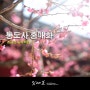 3월 양산 통도사 홍매화+봄꽃 여행지+한국 3대 사찰+3월 가볼만한 곳
