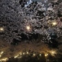당감삼익아파트 벚꽃축제 및 여러가지
