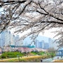 2013, 온천천의 봄... 벚꽃 맞이하러가세요~~~