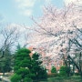 학교의 벚꽃