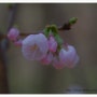 2013년 봄의증거 진달래 벚꽃