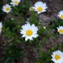 RX100 - 봄 꽃 모음 (2)