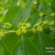 [경산대추농장 사계~대추농장사계엿보기]경산대추농장 바람햇살농장 사계