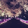[도쿄오또나] 도쿄 벚꽃놀이, 유원지 요미우리랜드 ♥