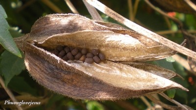 [scent Article] 암브레트 시드 Ambrette seed : 네이버 블로그