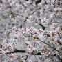 2013년 3월 벚꽃풍경