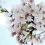 [전라도 남원] 황춘향, 광한루 벚꽃구경을 가다