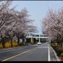 [대전] 벚꽃길이 아름다운 연구원