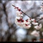 [대전] 다양한 모습의 벚꽃 구경하기 (a57+sal1650)