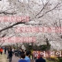 [사상구/삼락동] 흩날리는 벚꽃잎이 울려퍼지는 거리를 함께 걸어요~ '삼락공원 벚꽃 나들이'