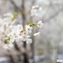 [에디터콩] 봄날의 벚꽃, 아직 못즐기셨다면 눈이라도 즐겁게!