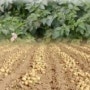 감자재배법 - 감자재배기술 동영상 (농진청 제공)
