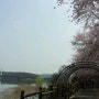 군산벚꽃 / 은파호수공원 벚꽃. 은파유원지 벚꽃