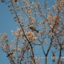 벚꽃과 새