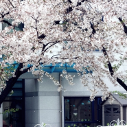 여의도 윤중로 국회의사당은 벚꽃천지~! 연인천지~!(축제가볼만한곳/여의도벚꽃축제/봄꽃축제)