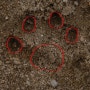 원주시 섬강에서 발견된 표범 발자국, 진짜 표범일까?