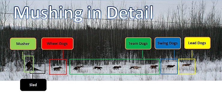 개썰매의 구성 (Mushing in Detail) : 네이버 블로그