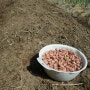 남산골농원 땅콩.과 파모종