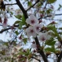 서울 안양천과 도림천의 벚꽃 풍경