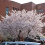 4월21일 마지막 봄꽃축제 여의도 벚꽃축제~
