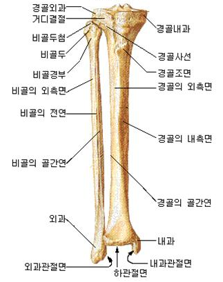 [스마트인 보험금청구] 경골과 비골 : 네이버 블로그