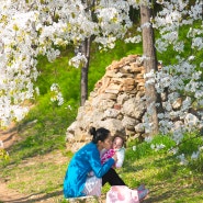 연두와 엄마의 벚꽃엔딩
